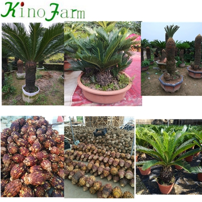 Cycas Revoluta Sago Palm Bonsai