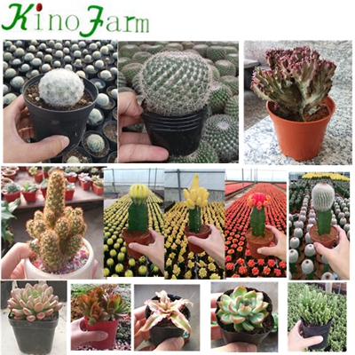 Professional Cactus Nursery Mini Cactus 