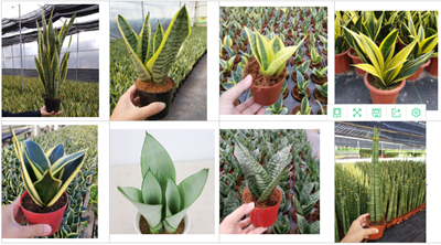 Wholesale Small Perennial Snake Plant