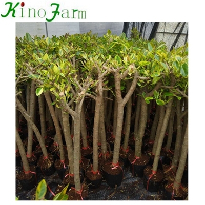 Plante naturelle Ficus Benghalensis Ficus Microcarpa Bonsai Kinofarm