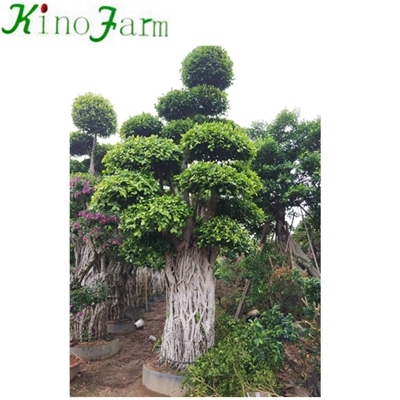 arbre bonsaï chinois