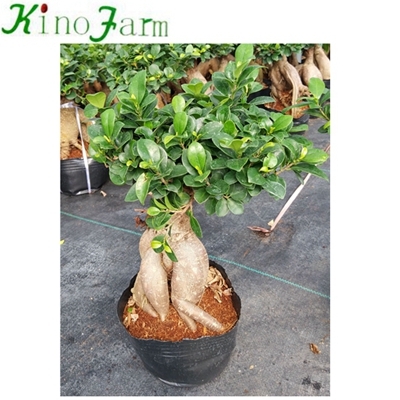 Ficus Ginseng Bonsaï pour la vente