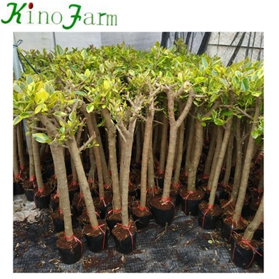 Plante naturelle d'intérieur Ficus Benghalensis Kinofarm