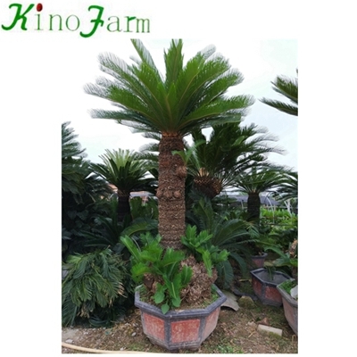 Sago Palm Cycas Plant