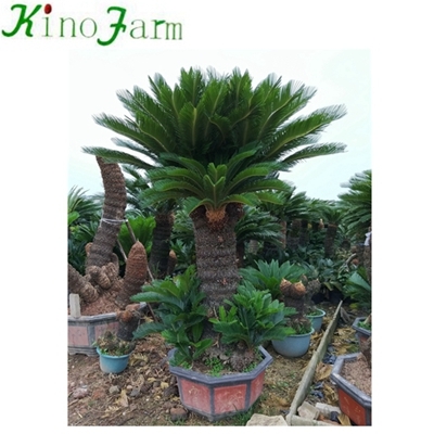 Plante naturelle de palmier à sagou