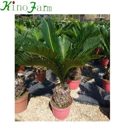 plante de palmier à sagou