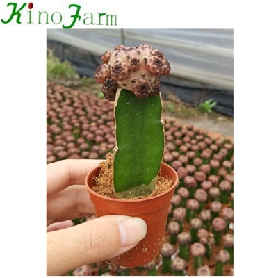 variétés de cactus