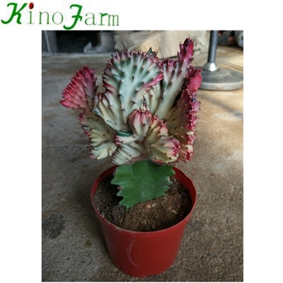 plantes de cactus d'intérieur