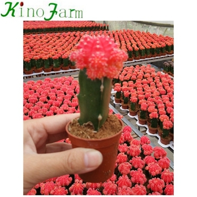 Plantes de cactus à fleurs