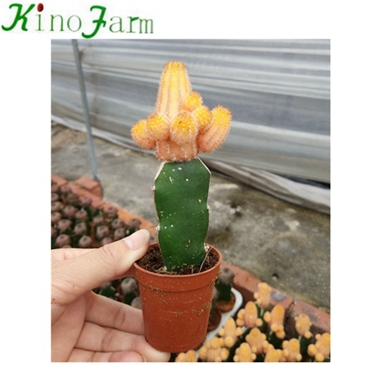 Fleur de cactus plante Nautral en gros