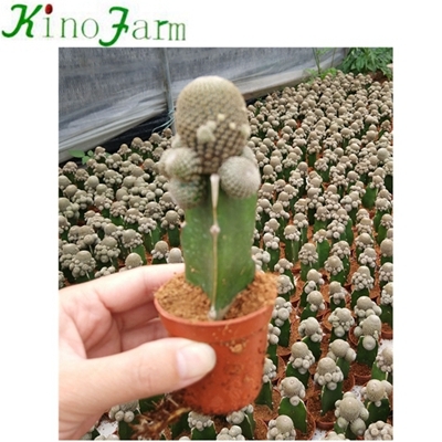 plantes de cactus à vendre