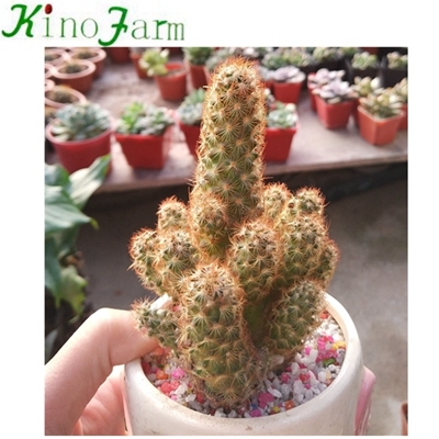 vente en gros plantes de cactus naturels