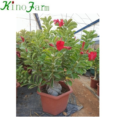 Adenium Desert Rose Chine