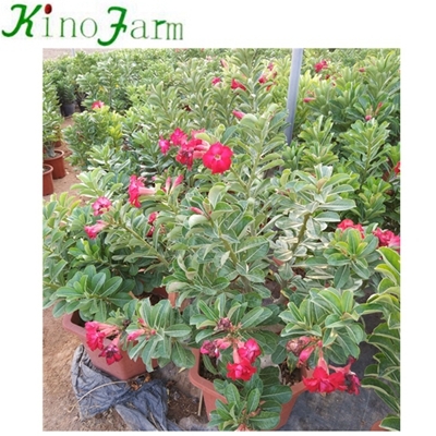 Chine Adenium Desert Rose